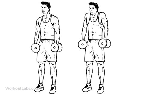 Dumbbell Shrugs | WorkoutLabs