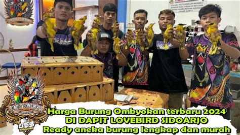 Harga Burung Ombyokan Terbaru 2024 DI DAPIT LOVEBIRD SIDOARJO Ready