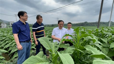 大兴调查研究 李志强调研烟叶生产、耕地恢复、地质灾害防范、防汛备汛等工作