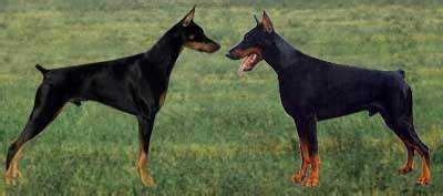 88 European Doberman Size Chart L2sanpiero