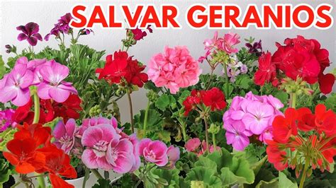 Como Salvar Geranios Chuyito Jardinero Youtube