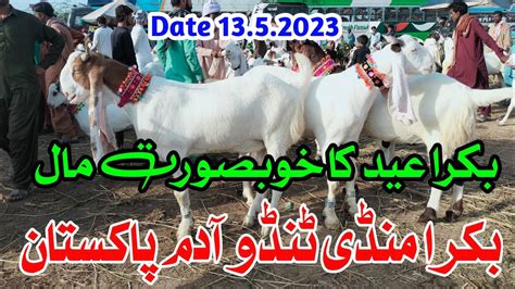 Tando Adam Bakra Mandi Bakra Eid 2023 Sasta Or Ach Mal Normal Or