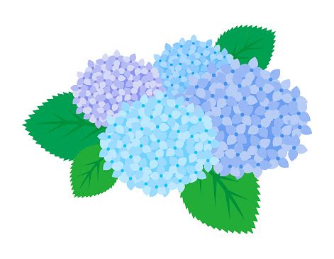 수국의 벡터 일러스트레이션 장마철 동안 꽃 0명에 대한 스톡 벡터 아트 및 기타 이미지 - 0명, 6월, 귀여운 - iStock