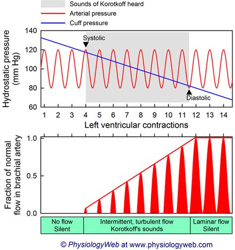 Physiology Graph Measurement Of Hydrostatic Blood Pressure