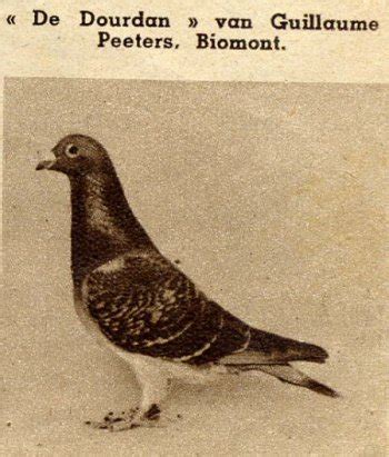 The History Of Pigeon Racing In Belgium Peeters Guillaume Biomont