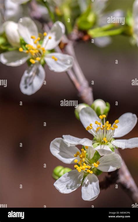 Flowers of the European plum tree (Prunus domestica 'Stanley') bloom in ...