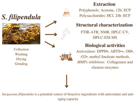 Antioxidants Free Full Text Sargassum Filipendula A Source Of