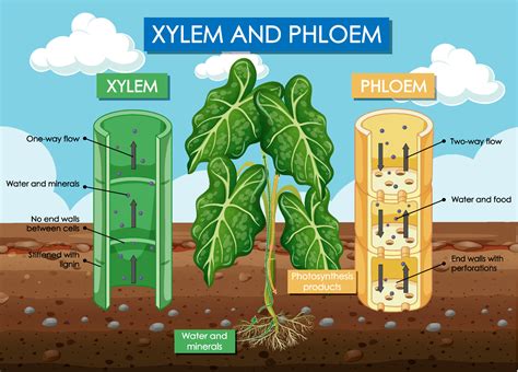 Diagram showing xylem and phloem plant 6412217 Vector Art at Vecteezy