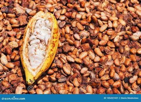 Opened Ripe Cocoa Pod On Drying Raw Beans Background Stock Image