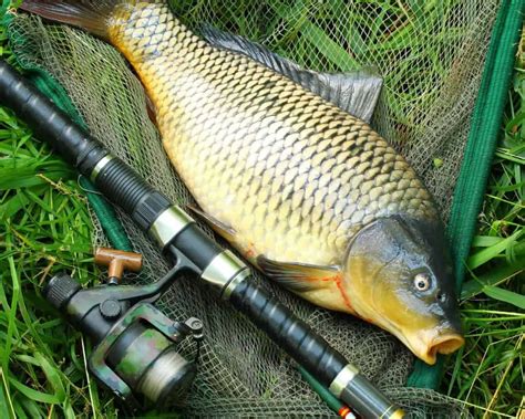 Are Carp Good To Eat? – Rod And Net