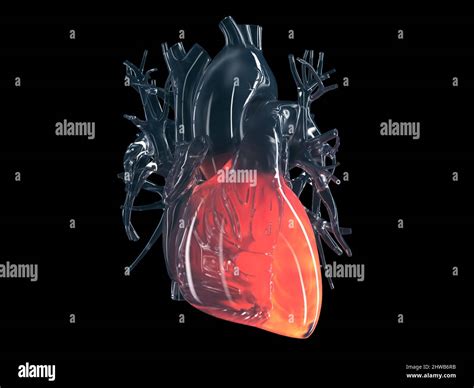 Ventricolo Sinistro Immagini E Fotografie Stock Ad Alta Risoluzione Alamy