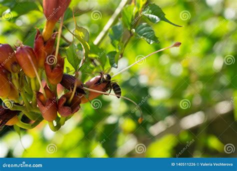 Honey Bee On Trumpet Vine Tree Flowers Slovakia Stock Photo Image Of