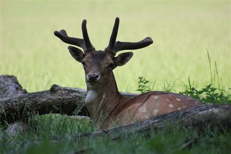 Fallow Deer Bock Antler Free Photo On Pixabay Pixabay