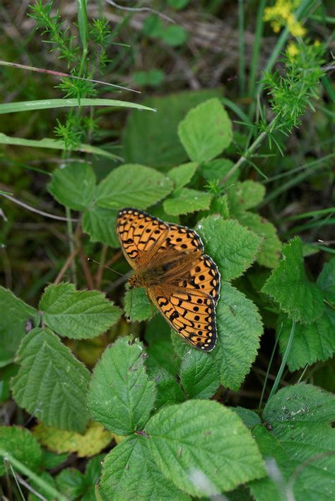 Dark Green Fritillary Speyeria Aglaja Of Male Bedfo Will