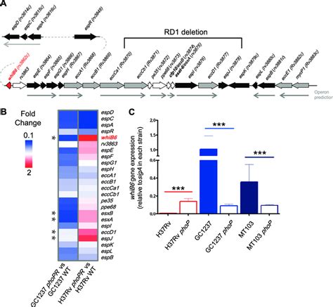 The M Tuberculosis Whib6 Gene Is Differentially Regulated By Phop