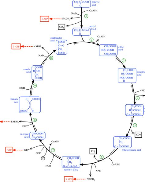 EmbdenMeyerhof Pathway And Krebs Cycle A Enzymes Involved In The