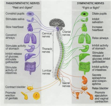 Parasympathetic And Sympathetic Nervous System Chart