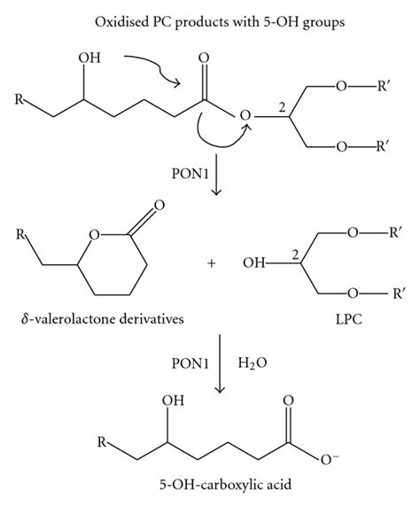 Proposed Mechanism For The Hydrolysis Of Oxidized Lipids In Macrophages