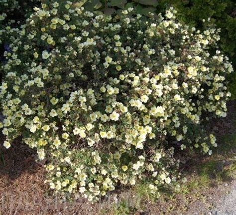 Potentilla Fruticosa Primrose