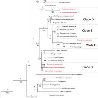 Majority Rule Consensus Tree Inferred From Bayesian Inference Analysis