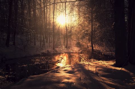 Wallpaper Dark Nature Sunlight Trees Winter Snow 2560x1694