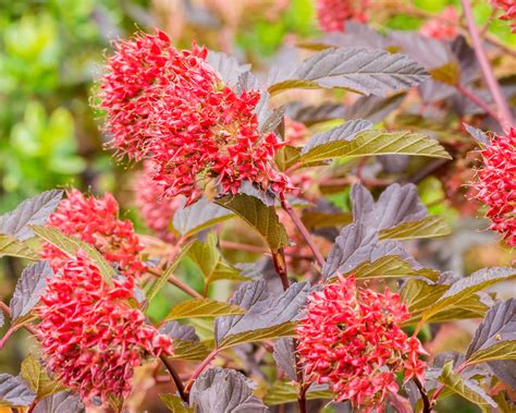 Physocarpus opulifolius 'Diable d'Or' bare roots — Buy ninebark online