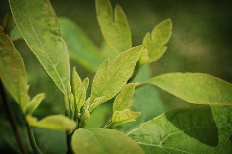 Sassafras Tree Photograph by Amber Flowers - Fine Art America