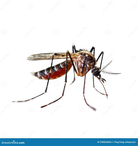 Close Up Of Mosquito Isolated On White Generative Ai Stock