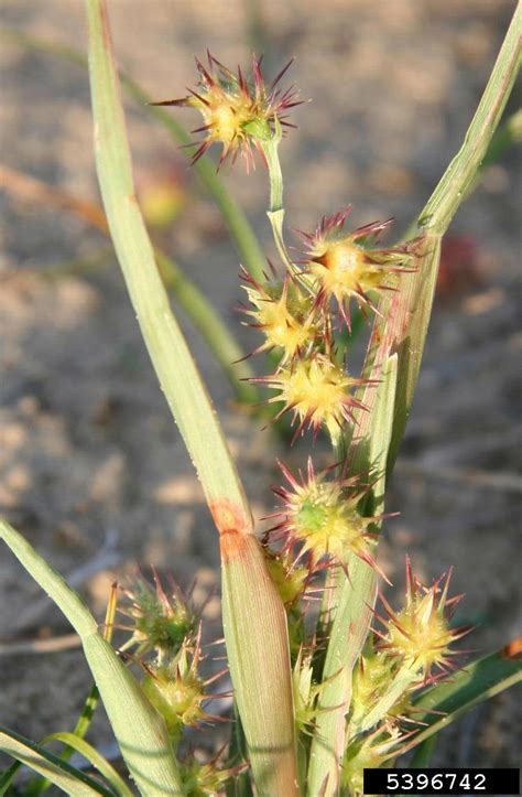 Field Sandbur Cenchrus Spinifex