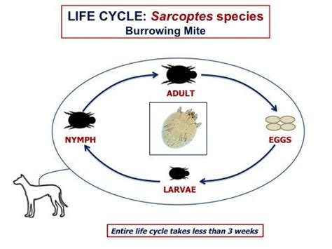 Life Cycle Of Sarcoptes Scabiei