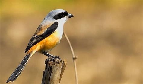 Cara Mengatasi Burung Cendet Macet Bunyi Fauna Id