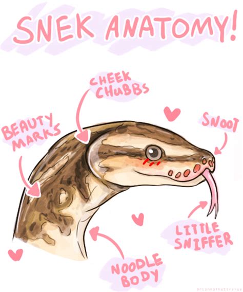 Snek Anatomy | Snek | Know Your Meme