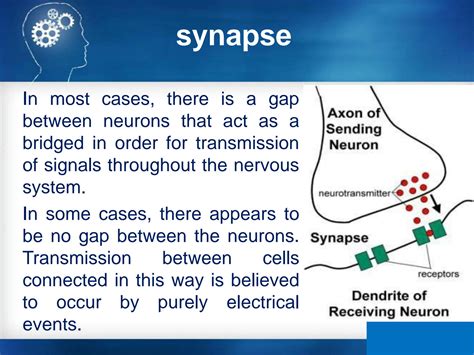 SOLUTION: Types and functions of synapse - Studypool