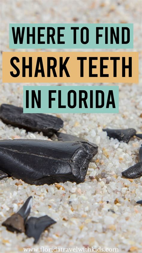 The 10 Best Place To Find Shark Teeth In Florida