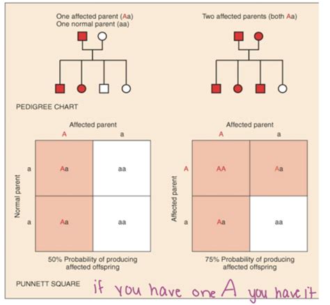 Patho Chapter 22 Genetics Flashcards Quizlet