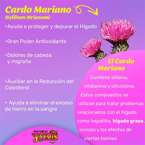 Cardo Mariano Silimarina 60 Cápsulas 500mg Natural Yazmin