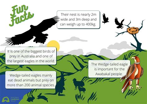Wedge Tailed Eagle Life Cycle at Georgia Levvy blog