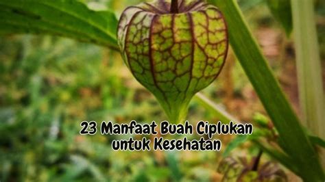 Manfaat Buah Ciplukan Untuk Kesehatan Accumini