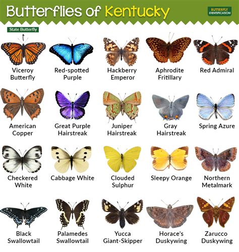 Types Of Butterflies In Kentucky