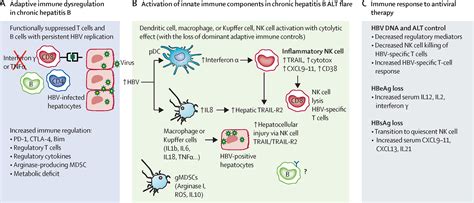 Serum Alanine Aminotransferase Flares In Chronic Hepatitis B Infection