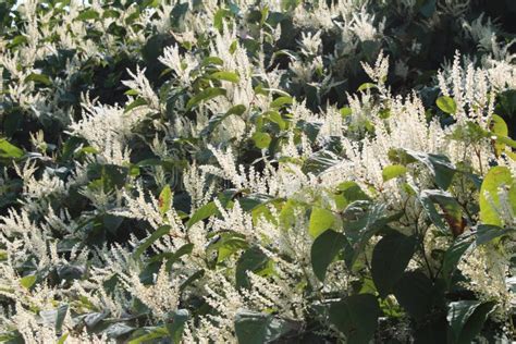 Sally Rhubarb Japanese Knotweed Invasive Species In Autumn Bloom Stock