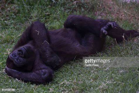 66 Sleeping Baby Gorilla Stock Photos, High-Res Pictures, and Images ...