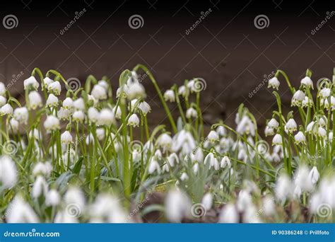 Lots of snowdrop plants stock photo. Image of distribution - 90386248