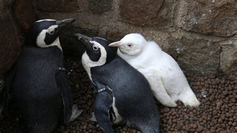 Rare Albino Penguin Spotted at Poland's Gdansk Zoo (See Pictures) | 👍 ...