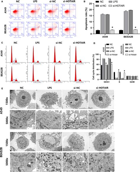 Hotair Regulated The Cell Cycle Apoptosis And Autophagy Of A549 And