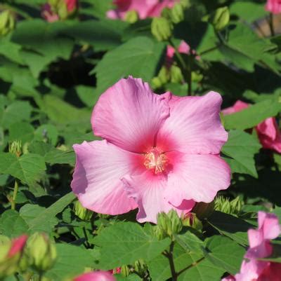 Big Hit™ Pink Hardy Hibiscus from Garden Debut