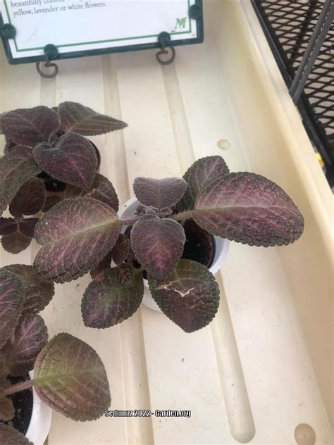 Photo Of The Entire Plant Of Episcia Alices Aussie Posted By Sedumzz