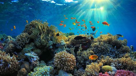 5 Surprising Facts About Coral Reefs Oceans Without Borders