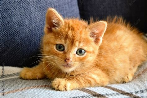 Cute Ginger Kittens Fluffy