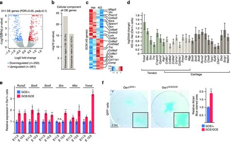 Osr1 Controls Ecm Gene Expression In A Bimodal Way And Is Required To